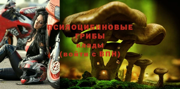 стаф Аркадак
